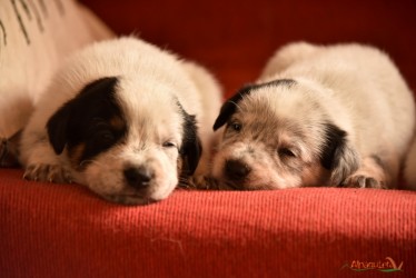 Cuccioli