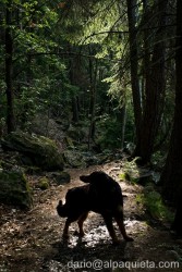 Noach delle Foreste