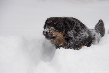 Noach nella neve