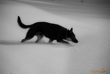 Snow Tracking!