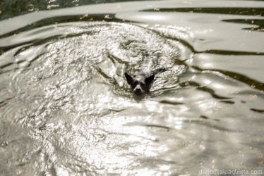 Bagno dorato