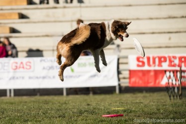Cane volante