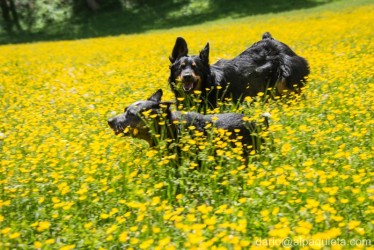 Corsa in giallo