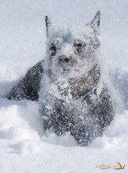 Faccia da neve