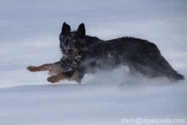 Neve hovi
