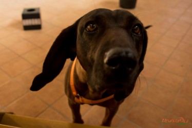 Sguardo