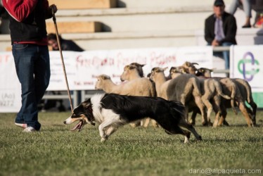 Sheep dog