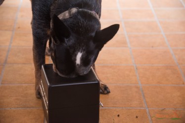 Sniff!