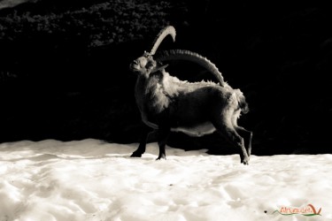 Bouc Castagn