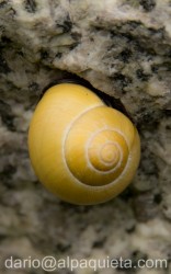 Chiocciola