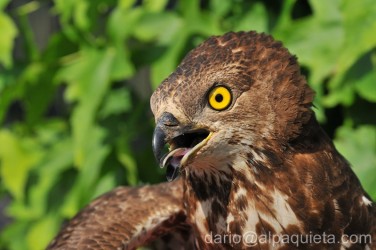 Falco pecchiaiolo