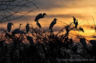 Garzaia al tramonto
