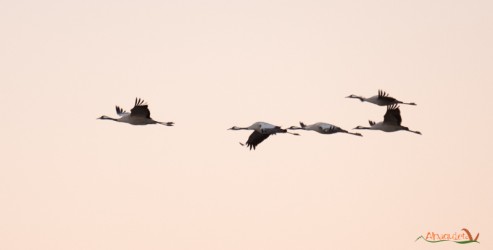 Gru cinerine in volo