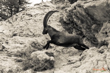Ibex in nero