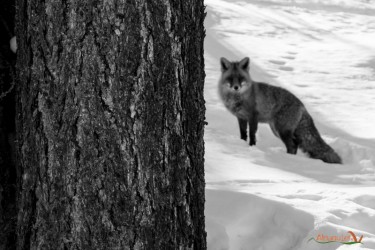 Vulpes et Larix