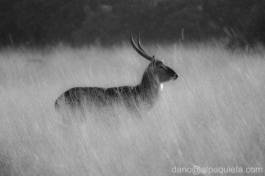 Water buck