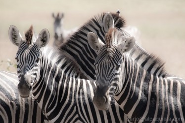 Zebre di Burchell