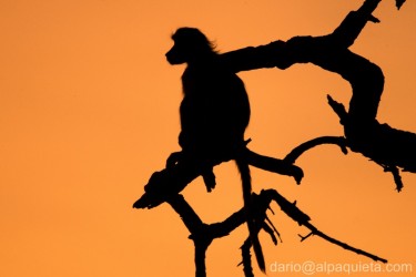 Baboon