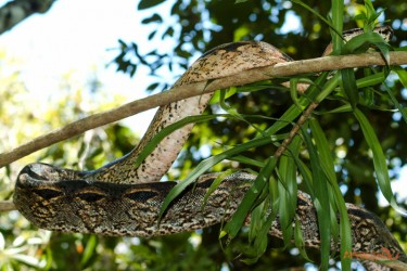 Boa