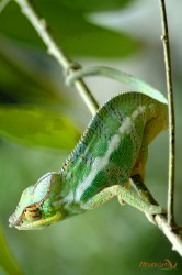 Camaleonte