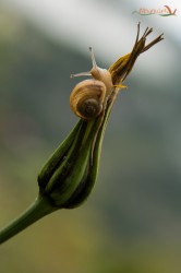 Chiocciola