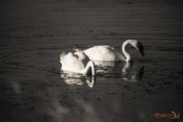 Cigni