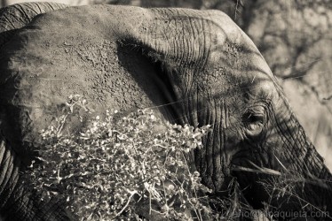 Elefante giovane