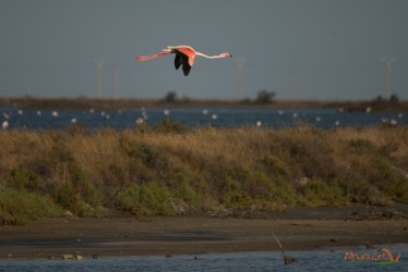 Fenicottero in volo