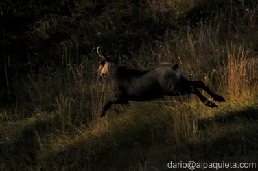 Il salto