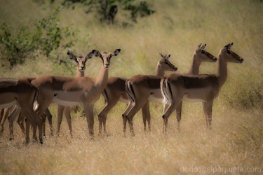 Impala