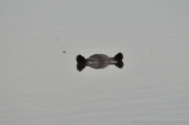 Ippopotamo