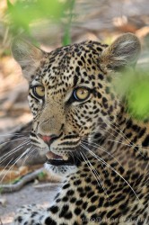 Leopardo