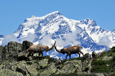 Stambecchi al cospetto del Gran Combin