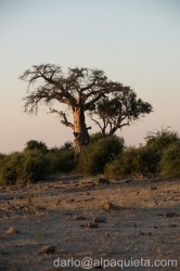 Baobab