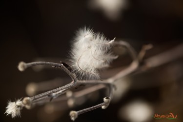 Clematis vitalba