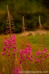 Epilobium