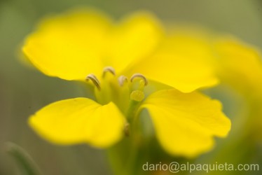 Erysimum