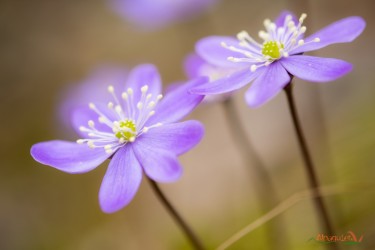Hepatica nobilis