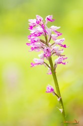 Orchis...