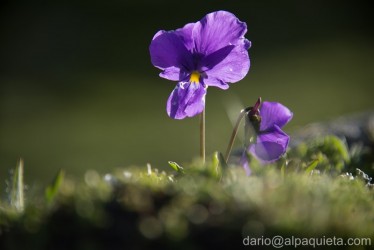 Viola calcarata