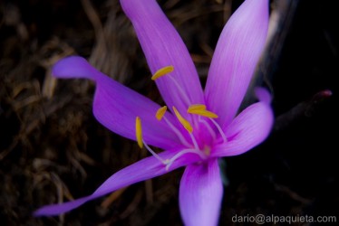 Bulbocodium vernum