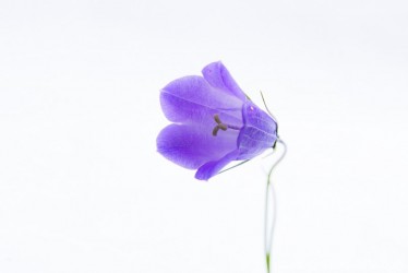 Campanula