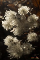 Clematis Vitalba