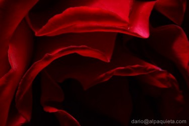 Flamenco