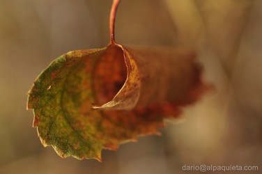 Foglia autunno