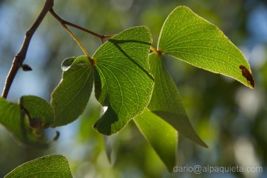 Foglia di Mopane