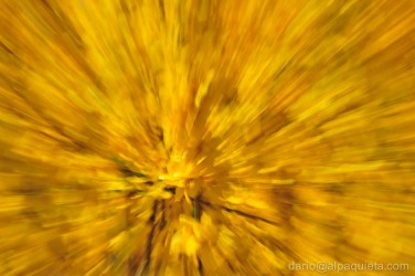 Forsythia