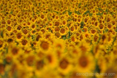 Girasoli