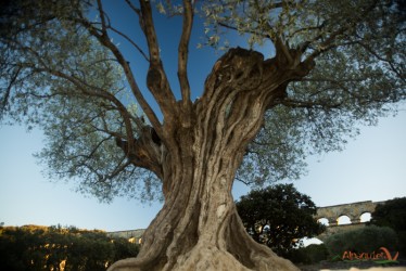 L'olivo di Pont