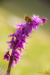 Orchis mascula